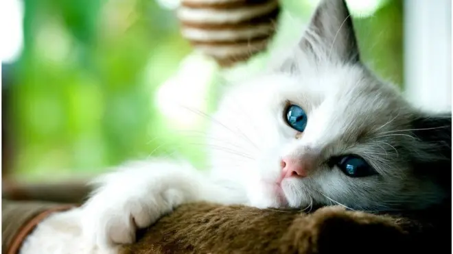 تم رصد أول حالة لقطة صغيرة تسمى راكدول كان عمرها آنذاك أربعة أشهر