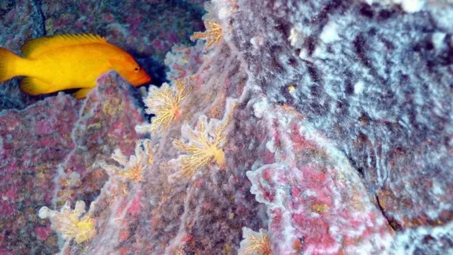 بعض الفيروسات تحافظ على صحة الفطريات والنباتات