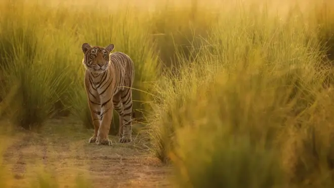 Harimau telah kehilangan 95% dari wilayah jangkauan mereka.