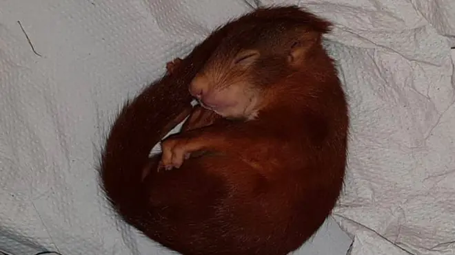 The baby squirrel fell asleep after tiring itself out chasing the caller