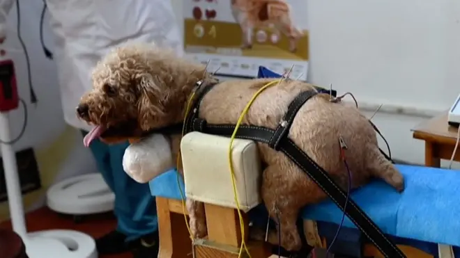 北京的一家寵物診所