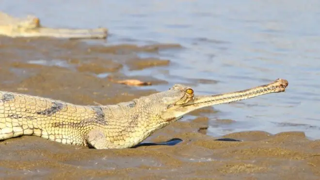 ఘరియల్ మొసళ్లు