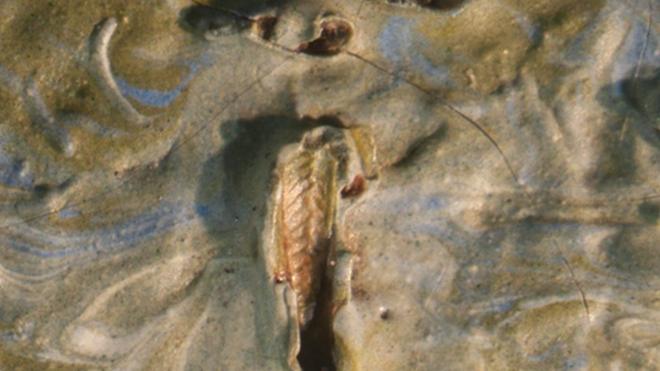 Ao ganhafato faltam o tórax e o estômago, o que levou o paleoentomólogo Michael Engel a concluir que o inseto estava morto quando foi parar no quadro