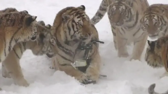 بالفيديو: نمور تصطاد طائرة من دون طيار