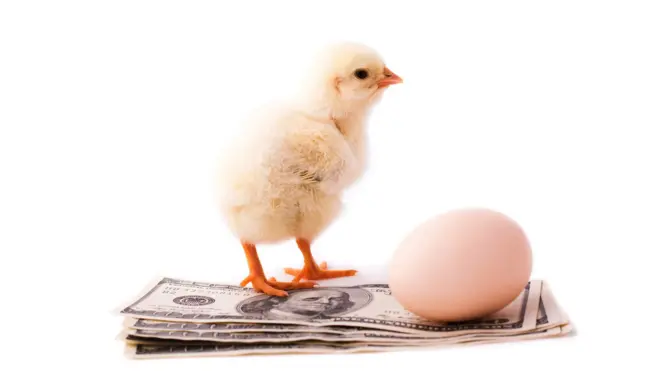 إعدام الكتاكيت وأزمة الجنيه المصري: مقاطع فيديو تثير غضبا وتساؤلات حول واقع قطاع الدواجن في البلاد