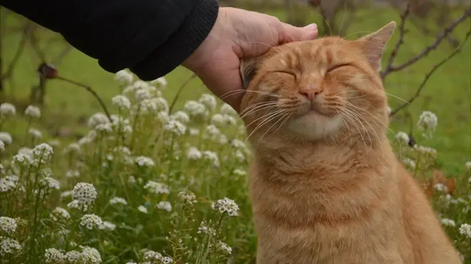 Мяуканье или мурлыканье кошек может означать множество разных оттенков настроения - совсем не обязательно жалобу или удовольствие