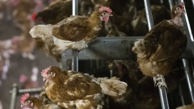 Flu burung telah menyebar ke sejumlah negara di Eropa.