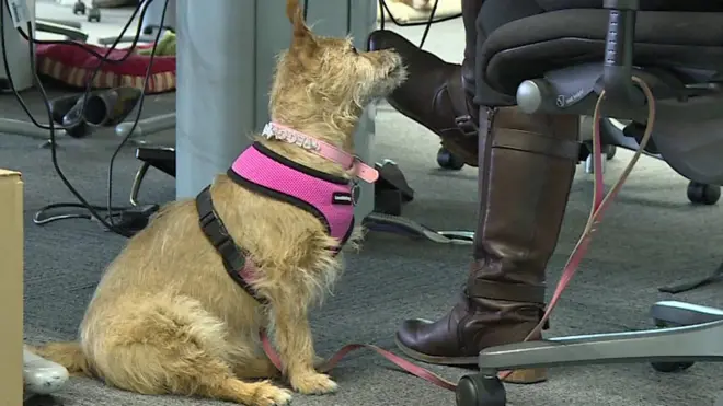 Perro bajo un escritorio