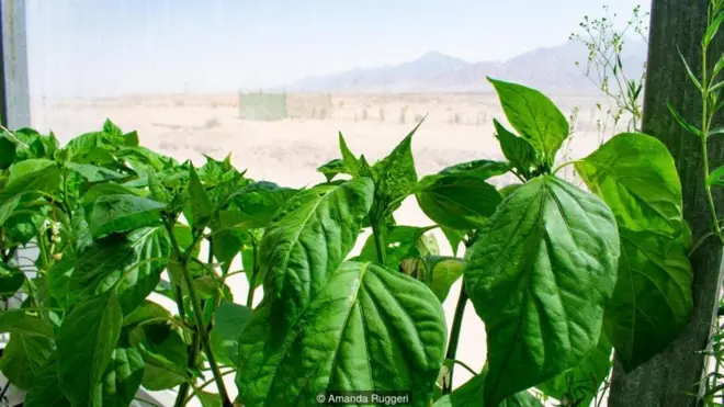 โรงเรือนปลูกผักกลางทะเลทราย