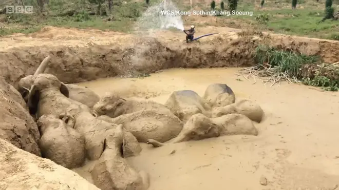 Слоны по уши в грязи