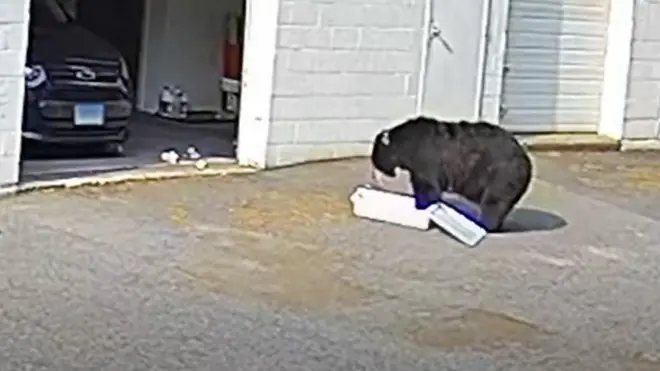 دب أسود يقتح مخبزا ويلتهم 60 كعكة