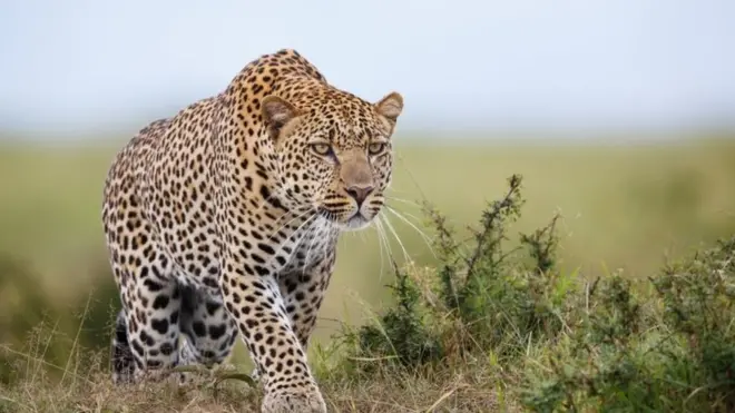 在人口密度大的国家，人与动物的冲突和相互伤害无法避免