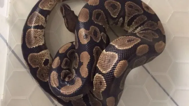 سانپ کو بلیج کی وجہ سے زخم آئے تھے اور اس کا علاج کیا جا رہا ہے