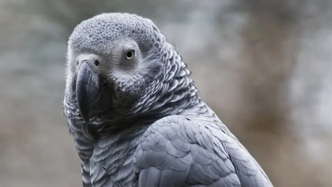 African Grey Parrot