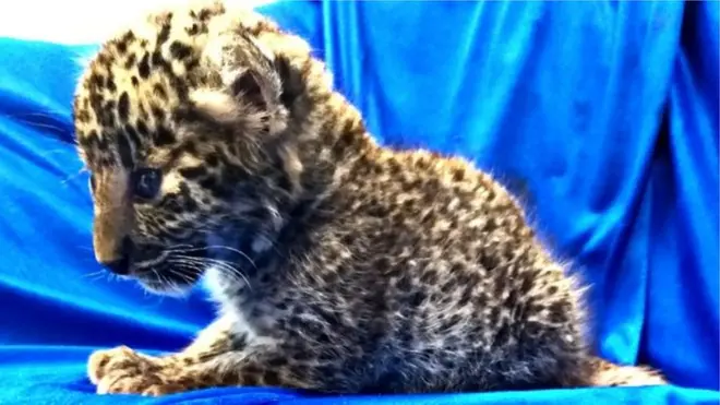چیتے کے بچے کو پلاسٹک کے شاپر میں ڈال کر بیگ میں چھپایا گیا تھا