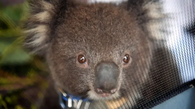 Koalas face a number of threats to their habitat - logging, as well as bushfires