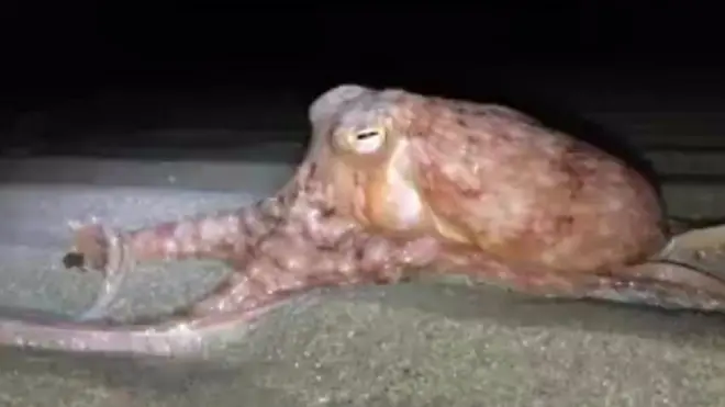 يعد خروج الأخطبوط إلى الشاطئ أمرا نادرا كونه يعتمد على الماء للتنفس . فكيف يمكنه البقاء على قيد الحياة في اليابسة؟