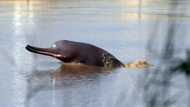 دریائے سندھ میں پائی جانے والی معدومیت کا شکاربلائنڈ ڈولفن یا بھُلن کی تعداد میں ورلڈ وائلڈ لائف فیڈریشن کی کوششوں کی وجہ سے اضافہ دیکھنے میں آیا ہے۔