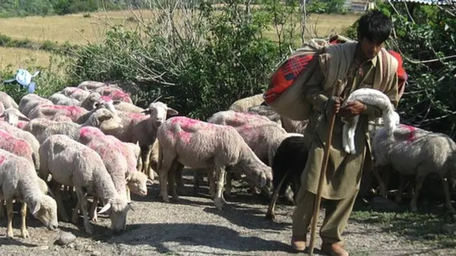 बक्करवाल, जम्मू-कश्मीर, कठुआ