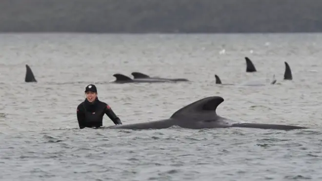 Ballenas