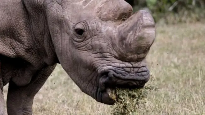 45 साल की उम्र थी आख़िरी सफेद गैंडे सूडान की