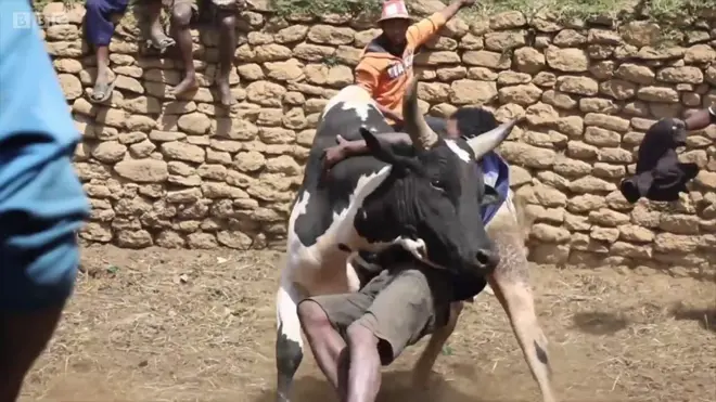 Man dey fight with bull