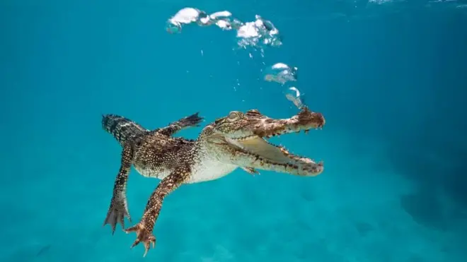 تمساح صغير تحت الماء