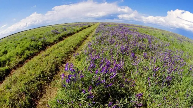 Степу на території Асканії-Нової плуг не торкався ніколи. Але на решті території Херсонщини площа ріллі дедалі збільшується.