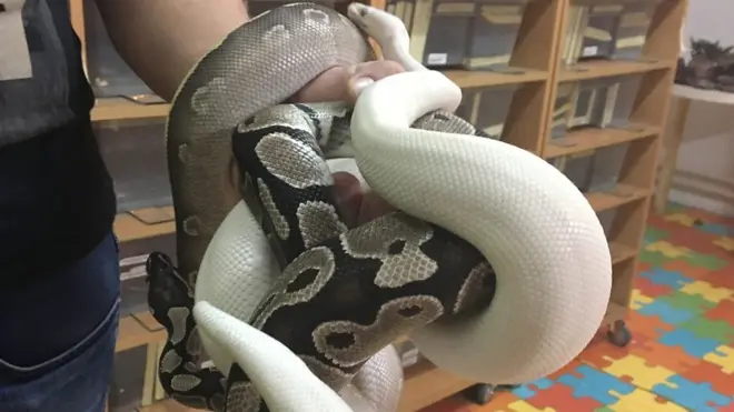 Змије као домаће животиње