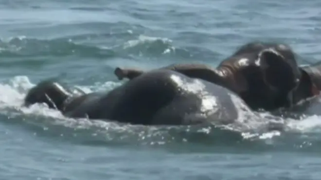 слони у океані