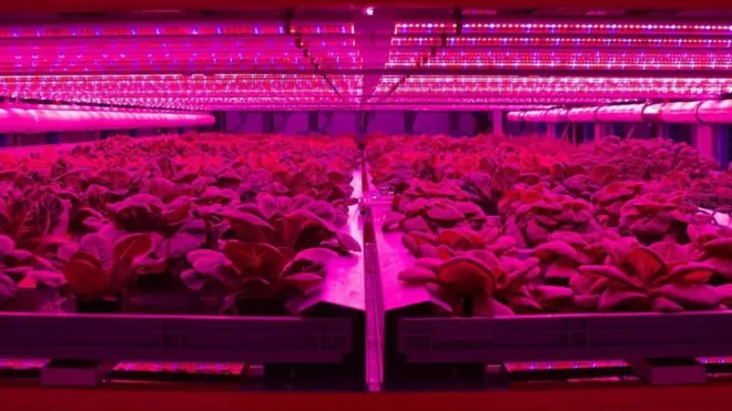 كيف تغير المزارع العمودية مفاهيم الزراعة؟