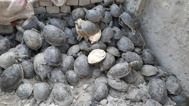 Diidiinkan ayaa lagu qiyaasay 4 tan