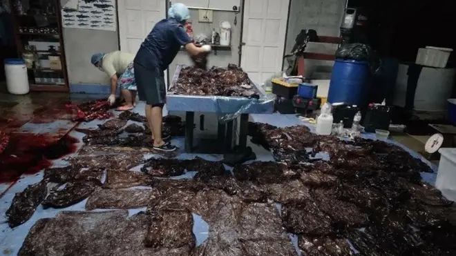 ซากถุงพลาสติกหนัก 8 กิโลกรัม ที่ทีมสัตวแพทย์ผ่าออกมาจากท้องวาฬ