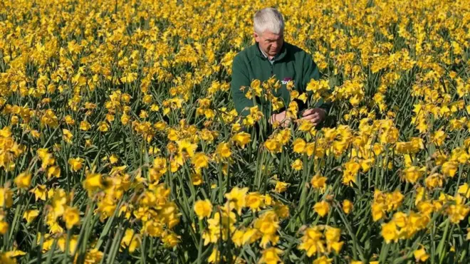 ما سبب ارتفاع أسعار الزهور؟