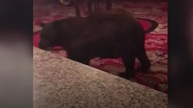 تفاجأ موظف في فندق ستانلي في ولاية كولورادو الأمريكية بضيف من نوع مختلف، وكان ذلك الضيف دبا. وتجول الدب في بهو الفندق لبرهة قبل أن يغادر من دون الإضرار في المكان.