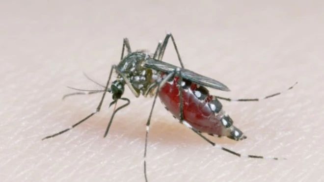 يقول العلماء إن المنهج يعد محاولة لمكافحة الأمراض التي يحملها البعوض مثل فيروس زيكا