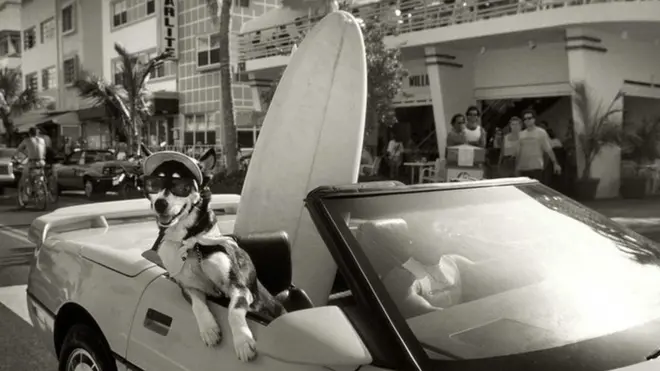A dog in sunglasses hangs out the side of a car