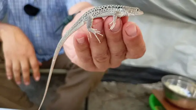 Калтакесакларга қирон келадими?