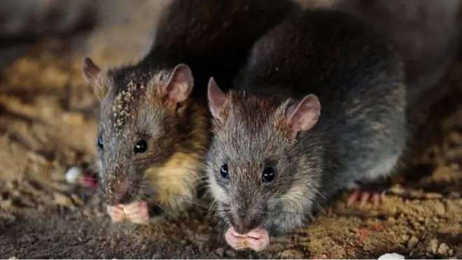Kawanan tikus-tikus itu mungkin tertarik pada gunungan sampah yang ada di tempat parkir sekitar rumah kontrakan.