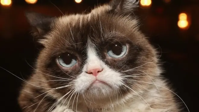 The owners of Tardar Sauce confirmed that the animal died on Tuesday