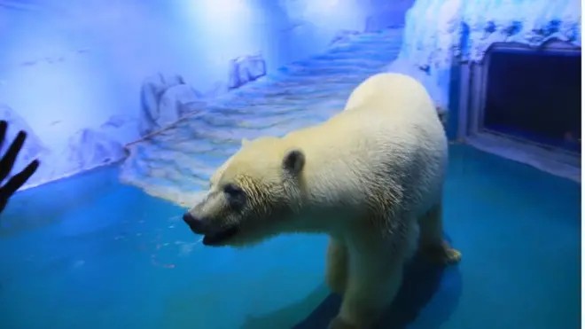 Pizza ketika masih berada di dalam kandangnya di sebuah akuarium yang terletak di sebuah pusat pertokoan di Giangzhou.