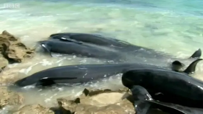 #pauspilot #pausterdampar #australia