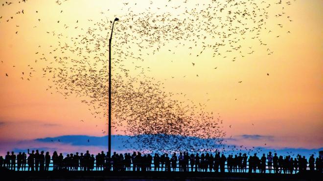 Personas en el puente de la Avenida del Congreso viendo una nube de murciélagos volando