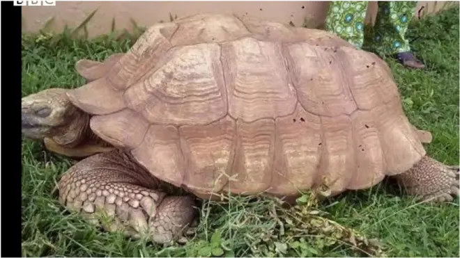 Akomolede ati Asa - Alo