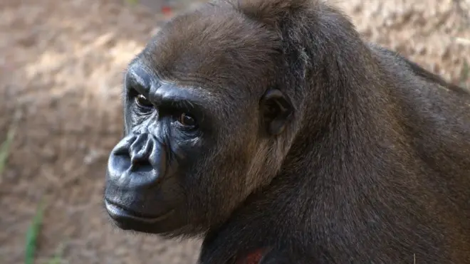 У неволі горили живуть в середньому близько 40 років