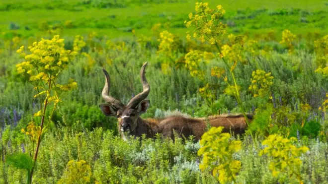 Gadamsa baddaa Paarkii Biyyaalessaa Baalee keessatti argamu