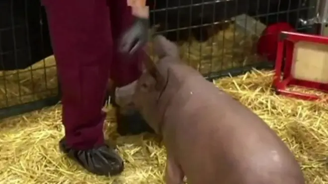 కంప్యూటర్ చిప్ ఉన్న పంది