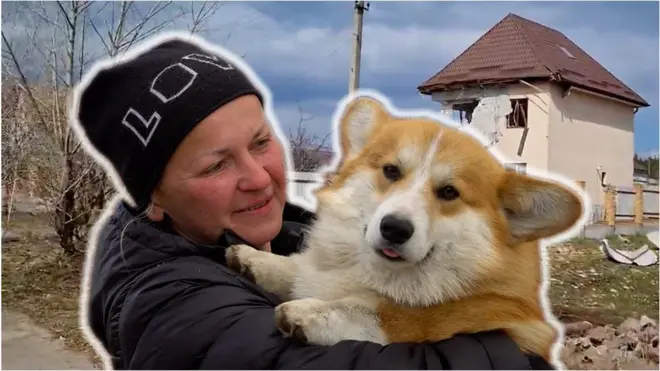 порятунок собак