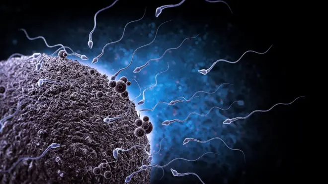 Sperm