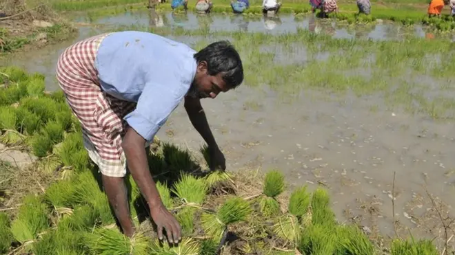 किसान, नरेंद्र मोदी, भारत कृषि